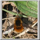 Bombylius major - Wollschweber m05.jpg